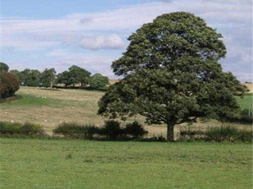 Dove Meadow Denstone